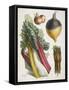 Various Vegetables Including Carrots, Onions, Swede and Chard-null-Framed Stretched Canvas