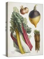 Various Vegetables Including Carrots, Onions, Swede and Chard-null-Stretched Canvas