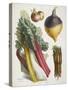 Various Vegetables Including Carrots, Onions, Swede and Chard-null-Stretched Canvas