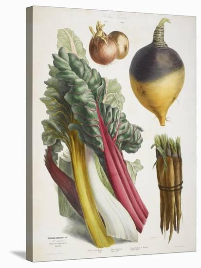 Various Vegetables Including Carrots, Onions, Swede and Chard-null-Stretched Canvas