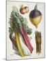 Various Vegetables Including Carrots, Onions, Swede and Chard-null-Mounted Giclee Print