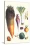 Various Vegetables-Philippe-Victoire Leveque de Vilmorin-Stretched Canvas