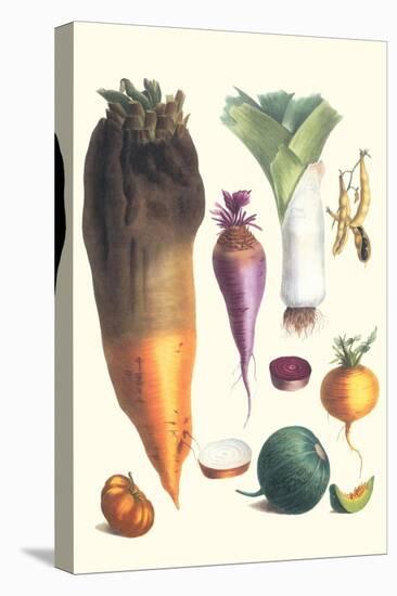 Various Vegetables-Philippe-Victoire Leveque de Vilmorin-Stretched Canvas