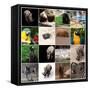 Various Wild Animals Composition-Aaron Amat-Framed Stretched Canvas