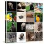 Various Wild Animals Composition-Aaron Amat-Stretched Canvas
