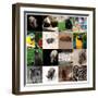 Various Wild Animals Composition-Aaron Amat-Framed Premium Photographic Print