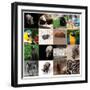 Various Wild Animals Composition-Aaron Amat-Framed Premium Photographic Print