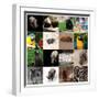 Various Wild Animals Composition-Aaron Amat-Framed Premium Photographic Print