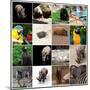 Various Wild Animals Composition-Aaron Amat-Mounted Premium Photographic Print