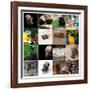 Various Wild Animals Composition-Aaron Amat-Framed Photographic Print