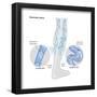 Variscose Veins-Encyclopaedia Britannica-Framed Poster