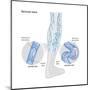 Variscose Veins-Encyclopaedia Britannica-Mounted Poster