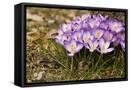 Framed Canvas