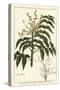 Varnish Tree, Ailanthus Altissima, or Wax Tree, Rhus Succedanea-Unknown Artist-Stretched Canvas