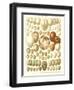 Varriety of Eggs-null-Framed Art Print