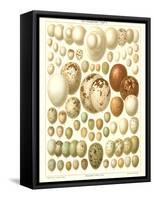 Varriety of Eggs-null-Framed Stretched Canvas