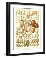 Varriety of Eggs-null-Framed Art Print