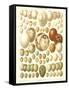 Varriety of Eggs-null-Framed Stretched Canvas