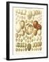 Varriety of Eggs-null-Framed Art Print