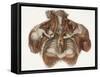 Vascular Anatomy, Historical Artwork-Science Photo Library-Framed Stretched Canvas