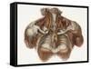 Vascular Anatomy, Historical Artwork-Science Photo Library-Framed Stretched Canvas