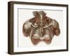 Vascular Anatomy, Historical Artwork-Science Photo Library-Framed Photographic Print