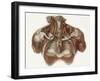 Vascular Anatomy, Historical Artwork-Science Photo Library-Framed Photographic Print