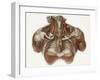 Vascular Anatomy, Historical Artwork-Science Photo Library-Framed Photographic Print