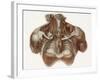 Vascular Anatomy, Historical Artwork-Science Photo Library-Framed Photographic Print