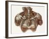 Vascular Anatomy, Historical Artwork-Science Photo Library-Framed Photographic Print
