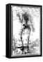Vascular System of the Body-Andreas Vesalius-Framed Stretched Canvas