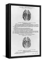 Vascular System of the Brain-Andreas Vesalius-Framed Stretched Canvas