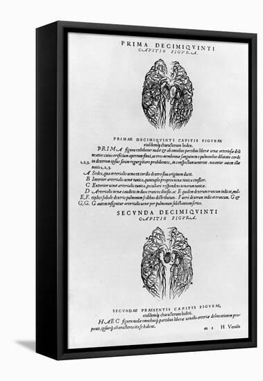 Vascular System of the Brain-Andreas Vesalius-Framed Stretched Canvas