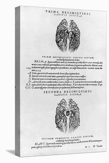 Vascular System of the Brain-Andreas Vesalius-Stretched Canvas