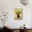 Vase de Fleurs-Odilon Redon-Giclee Print displayed on a wall