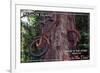 Vashon Island, WA - Bike in the Tree-Lantern Press-Framed Art Print