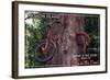 Vashon Island, WA - Bike in the Tree-Lantern Press-Framed Art Print