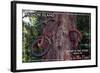 Vashon Island, WA - Bike in the Tree-Lantern Press-Framed Art Print