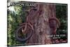 Vashon Island, WA - Bike in the Tree-Lantern Press-Stretched Canvas