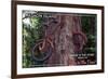 Vashon Island, WA - Bike in the Tree-Lantern Press-Framed Premium Giclee Print