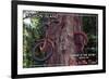 Vashon Island, WA - Bike in the Tree-Lantern Press-Framed Premium Giclee Print