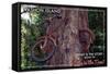 Vashon Island, WA - Bike in the Tree-Lantern Press-Framed Stretched Canvas