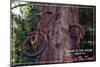 Vashon, Washington - Bike in Tree-Lantern Press-Mounted Art Print