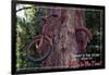 Vashon, Washington - Bike in Tree-Lantern Press-Framed Art Print