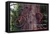 Vashon, Washington - Bike in Tree-Lantern Press-Framed Stretched Canvas