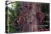 Vashon, Washington - Bike in Tree-Lantern Press-Stretched Canvas