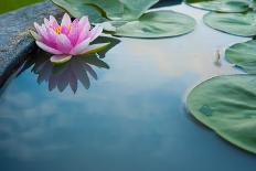 Beautiful Pink Lotus, Water Plant with Reflection in a Pond-Vasin Lee-Framed Stretched Canvas