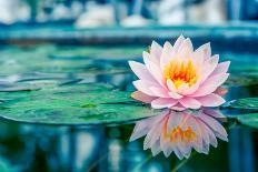 Beautiful Pink Lotus, Water Plant with Reflection in a Pond-Vasin Lee-Framed Stretched Canvas