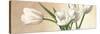 Vaso con tulipani bianchi-Eva Barberini-Stretched Canvas