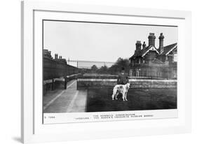 Vassilka, Pet Dog of Queen Mary of Teck-null-Framed Photographic Print